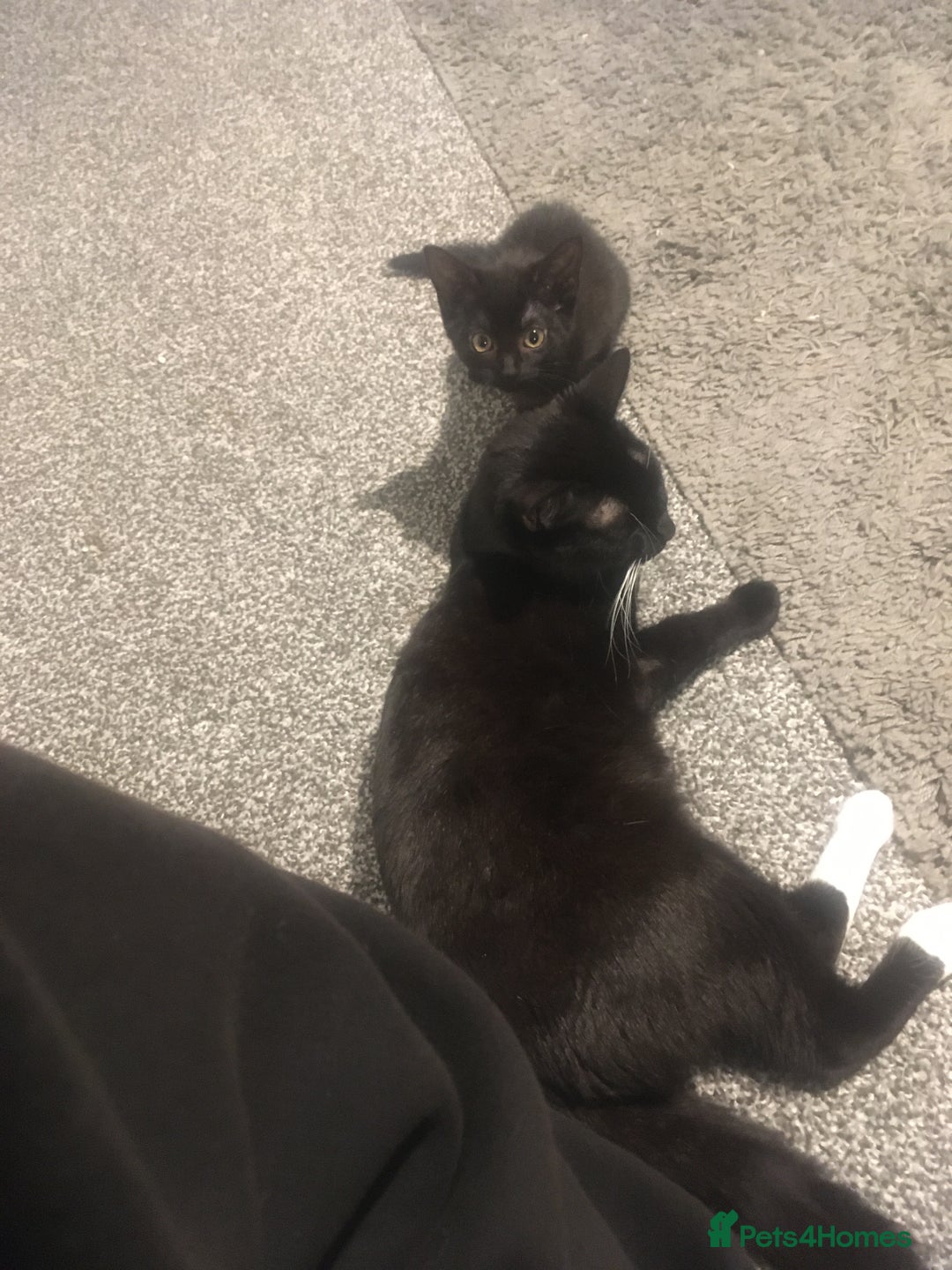 Domestic Shorthair cats for sale: 1 beautiful female  black kitten  - Image 5