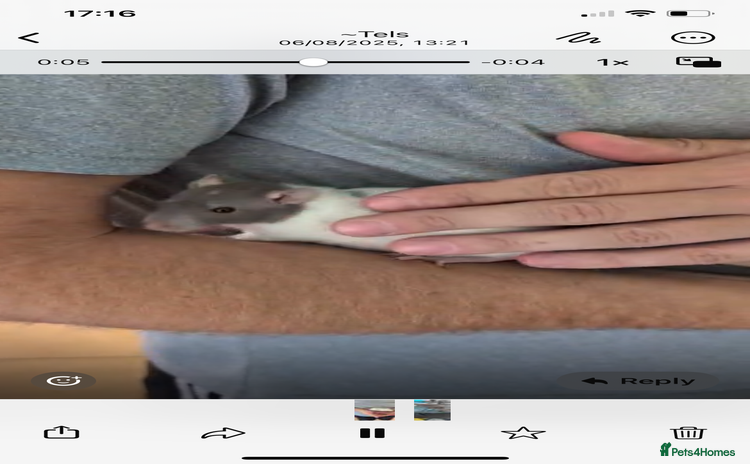 Rat rodents - Advert 1