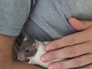 Rat rodents - Advert 1