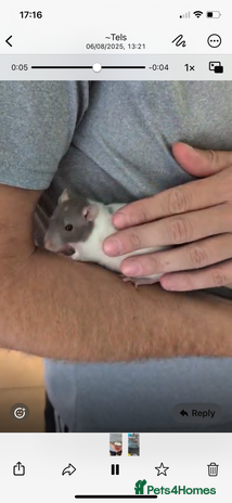 Rat rodents - Advert 1