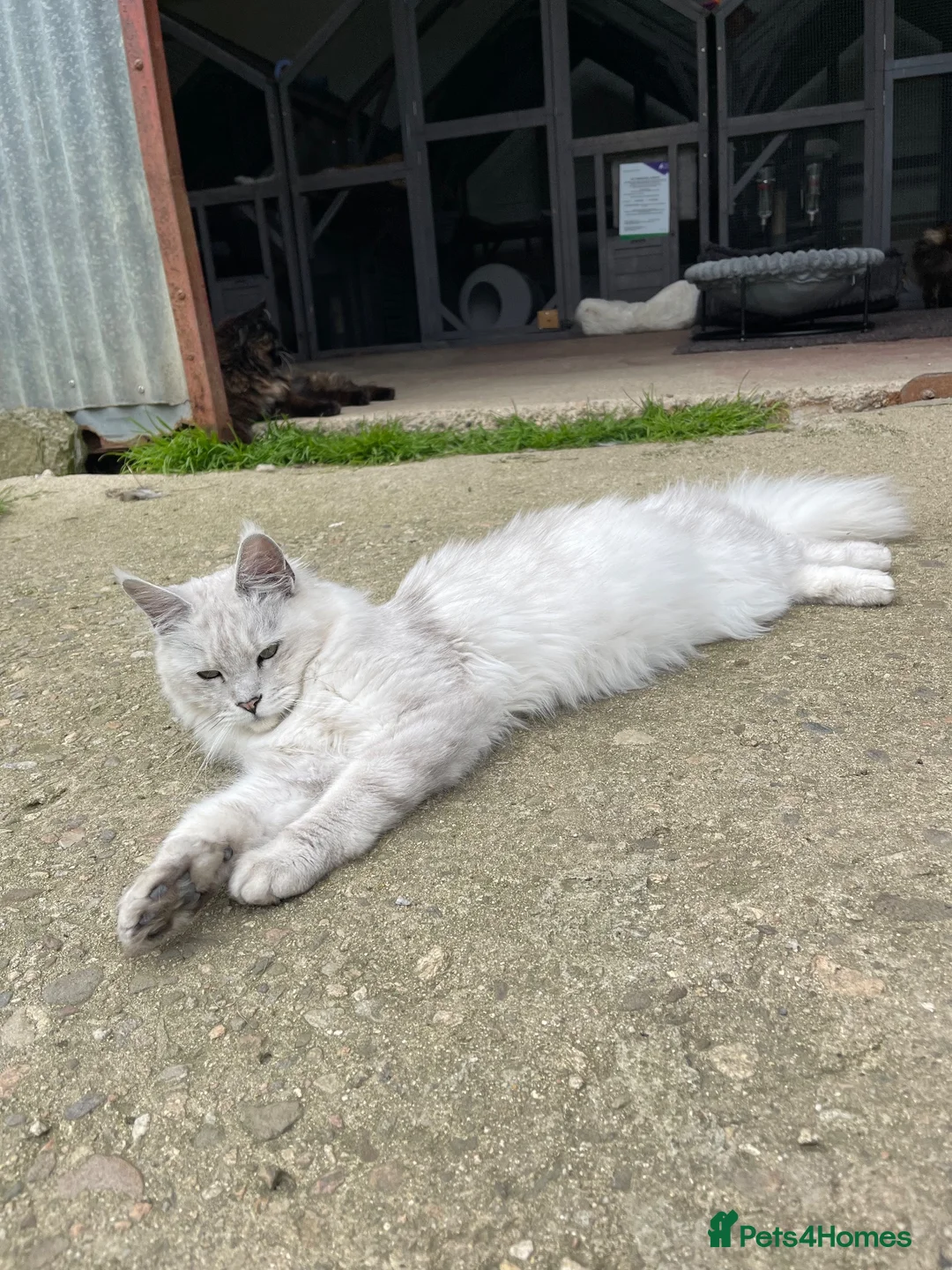 Maine Coon cats for sale: Stunning Black Smoke Maine Coon Girl – KamBaba🖤  in Thurso - Advert 2