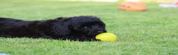 Cavapoo dogs for sale: Beautiful Cavapoo puppies for sale - Advert 12