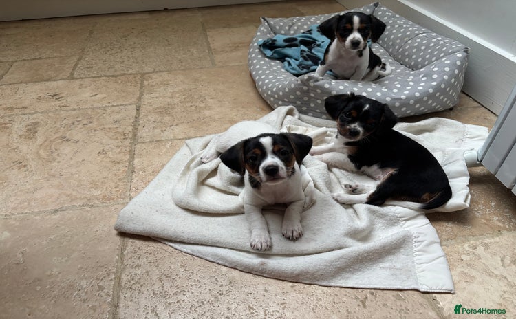 Mixed Breed dogs - Advert 14