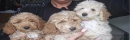 Cockapoo dogs for sale: X3 F1b cockapoo  - Advert 7