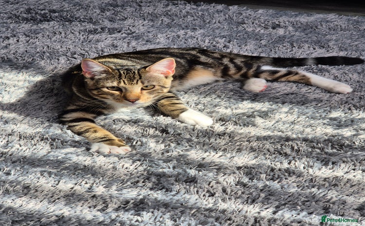 British Shorthair cats - Advert 12