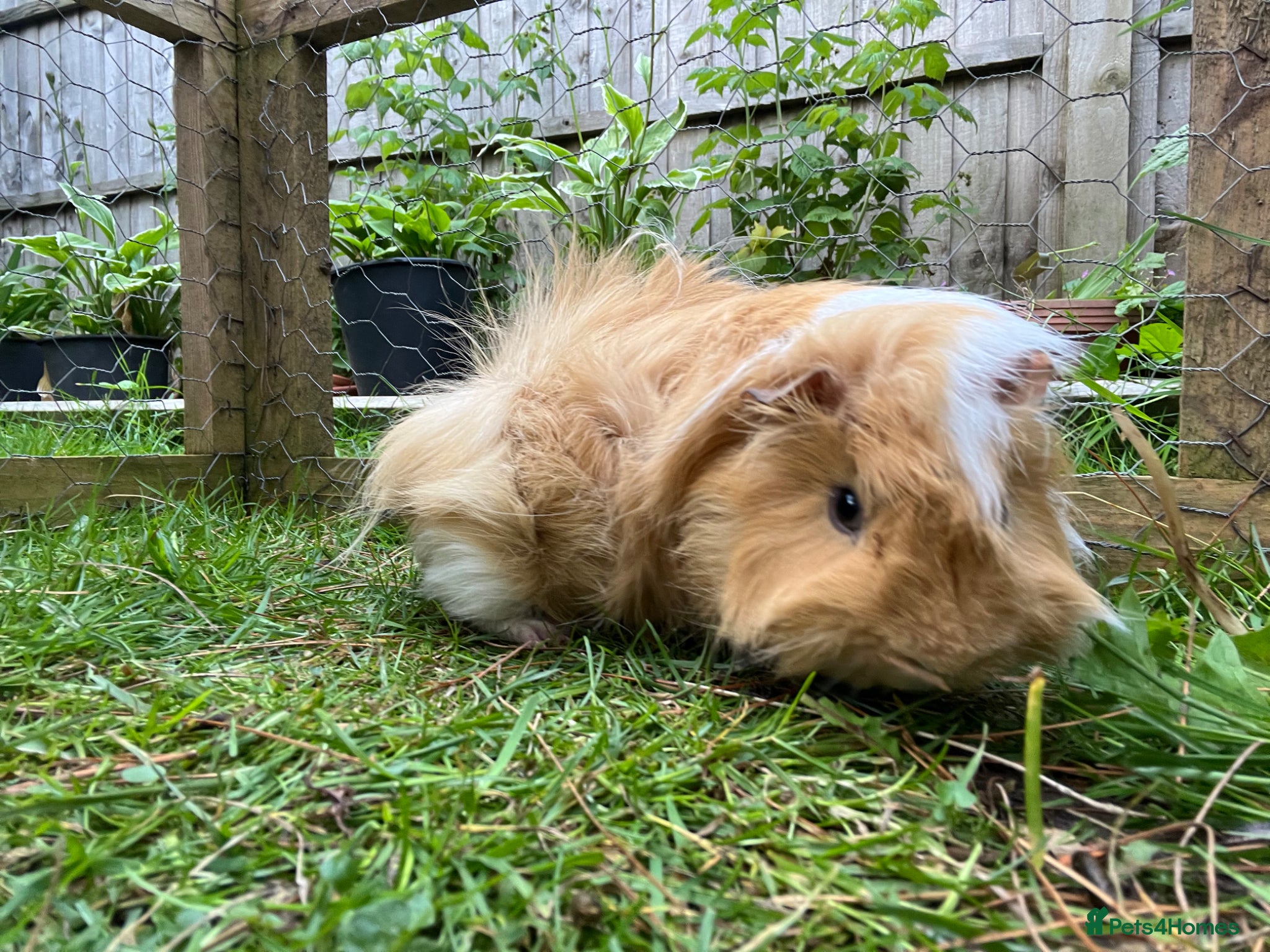 Guinea Pig rodents for sale: Guinea pigs for sale  in Lancaster - Advert 4