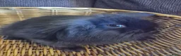 Mini Lion Lop rabbits for sale: READY THIS WEEKEND! Mini Lion Lop Baby Rabbits! - Advert 7