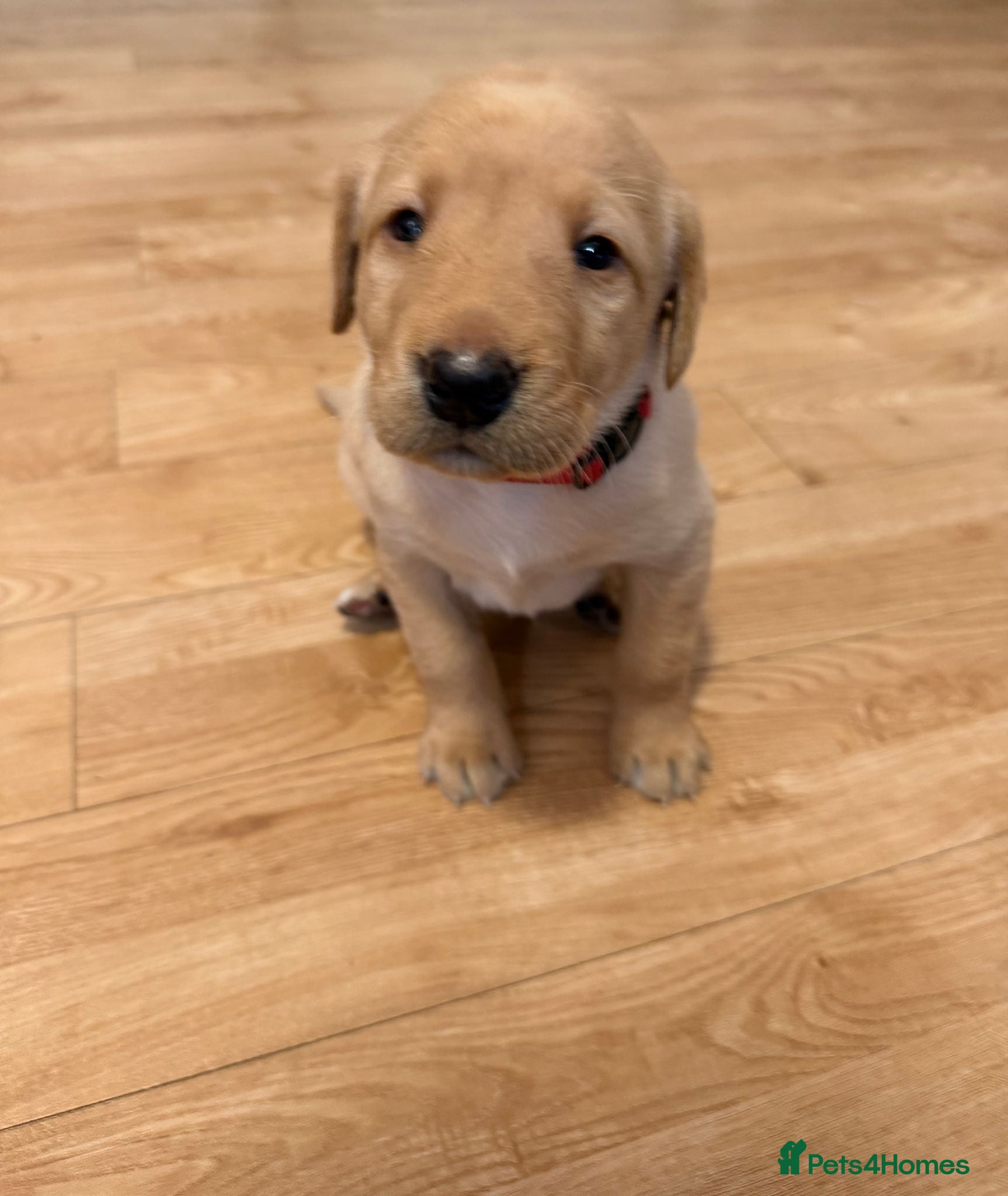 Labrador Retriever dogs Therapy Dog Mum Bella and Fosterwold Working Sire - Advert 2