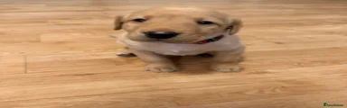 Labrador Retriever 6