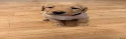 Labrador Retriever dogs for sale: Therapy Dog Mum Bella and Fosterwold Working Sire in Hebden Bridge - Advert 2