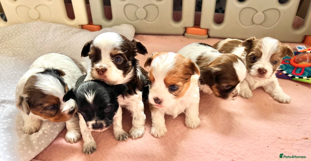 Yorkshire Terrier dogs for sale:  New Litter of Exotic Colourful Yorkshire Terriers - Image 2
