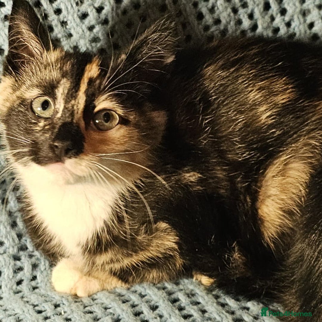 Mixed Breed cats for sale: Kittens for sale - Image 4