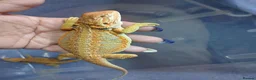 Bearded Dragon reptiles for sale: Baby bearded dragons  - Advert 3