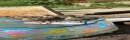 Ducks poultry for sale: 2 mallard ducks for sale unsexed  in Castleford - Advert 3