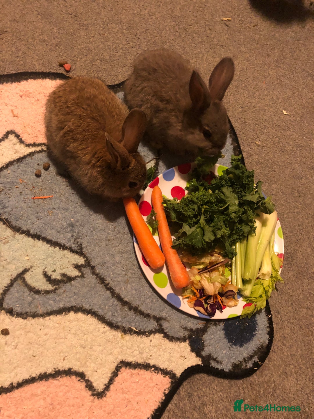 English Lop rabbits for sale: 7 weeks old English lop - Advert 1
