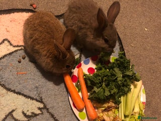 English Lop rabbits 7 weeks old English lop - Advert 3