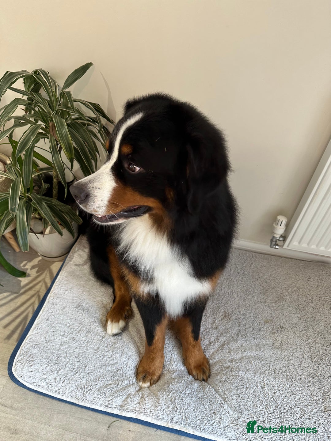 Bernese Mountain Dog dogs for stud: Handsome KC-Registered Bernese Mountain Dog  - Advert 4