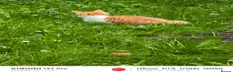 Mixed Breed cats for sale: Ginger and white male kitten  - Advert 9