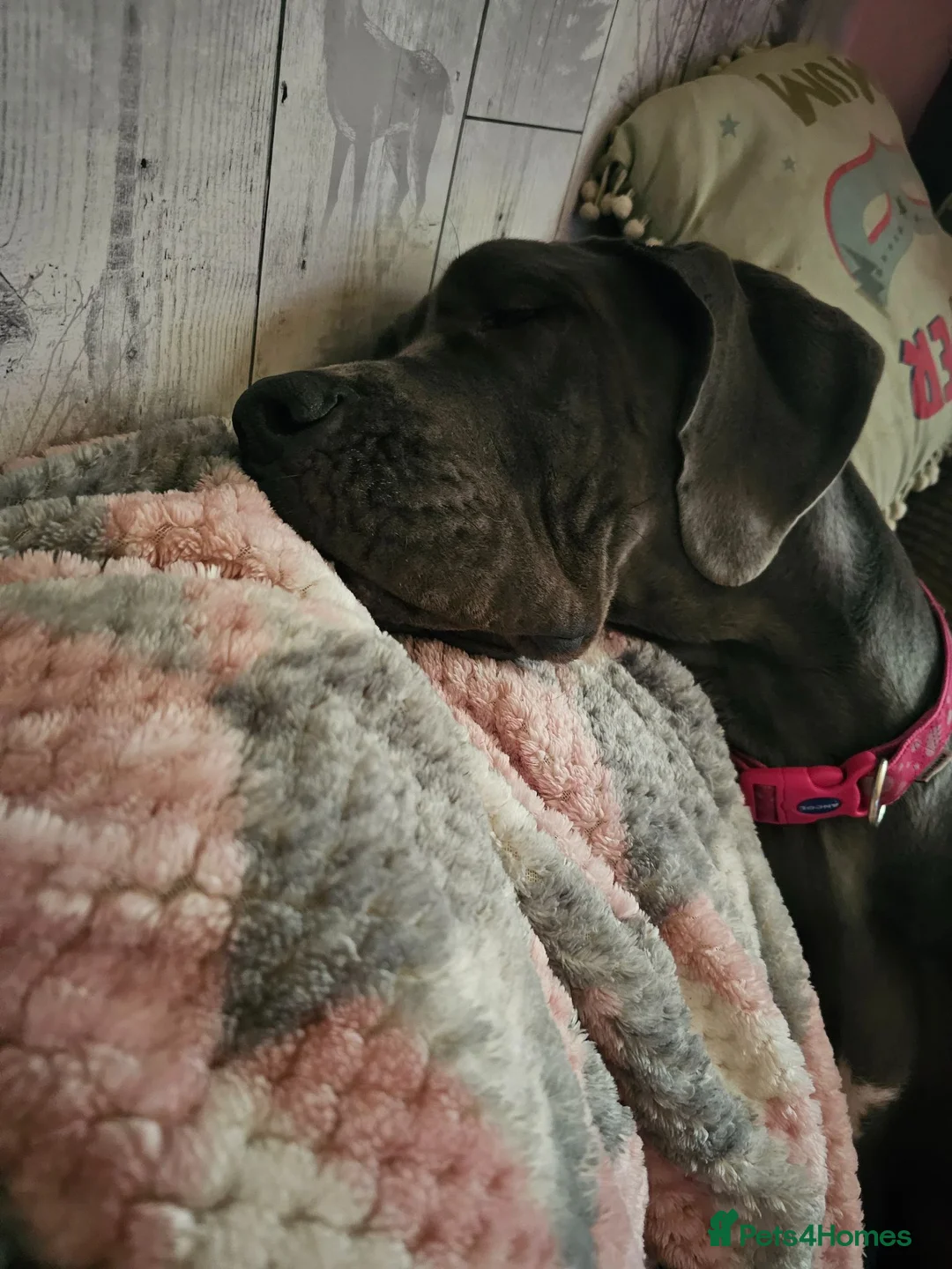 Great Dane dogs for sale: Loving great dane. - Advert 9