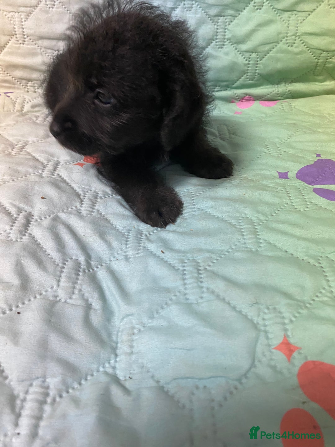 Jackapoo dogs for sale: Adorable Jackapoo Puppies  - Advert 16