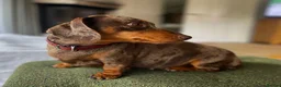 Dachshund dogs for sale: KC Registered Smooth-haired Miniature Dachshunds  in Halstead - Advert 4