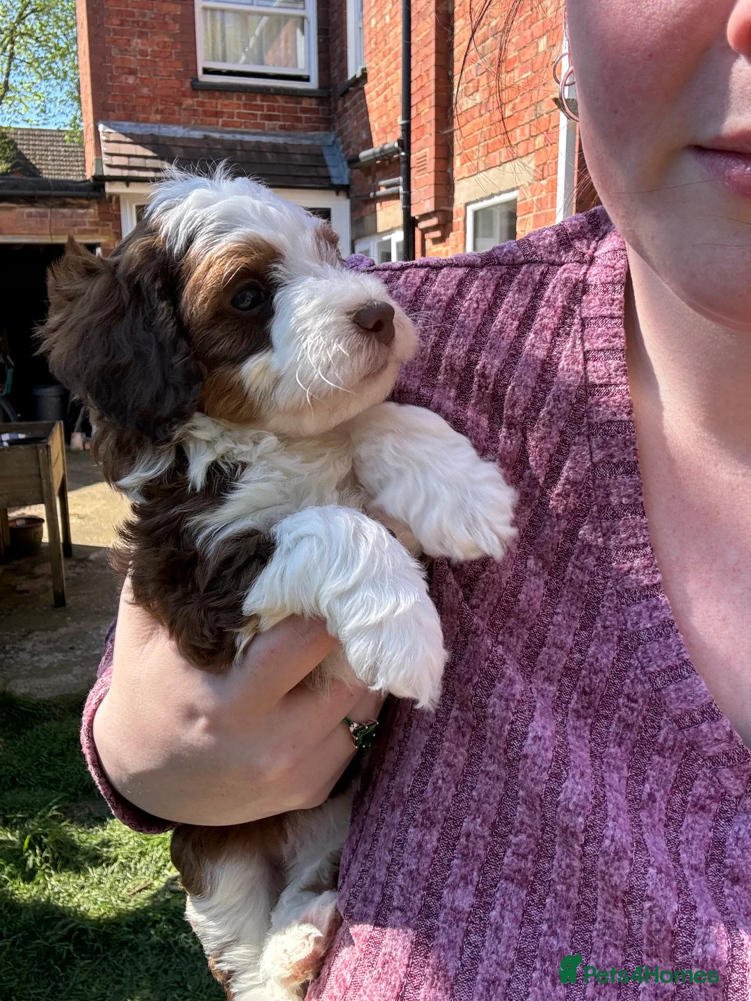 Bernedoodle dogs for sale: Mini Bernedoodle Litter 💙💕 - Advert 2
