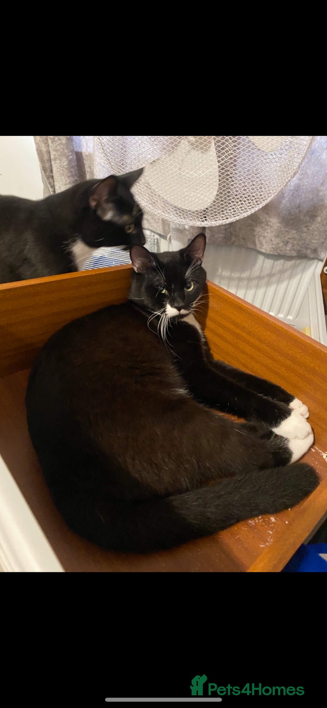 Mixed Breed cats for sale: 2 Male Cats for a new home!  - Advert 6