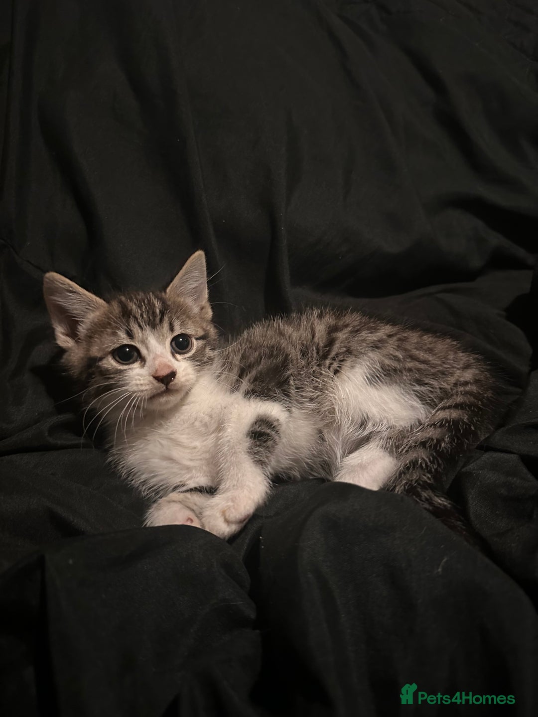 Mixed Breed cats for sale: Bengal mixed kittens  - Advert 1