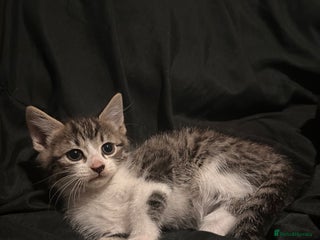 Mixed Breed cats Bengal mixed kittens - Advert 1