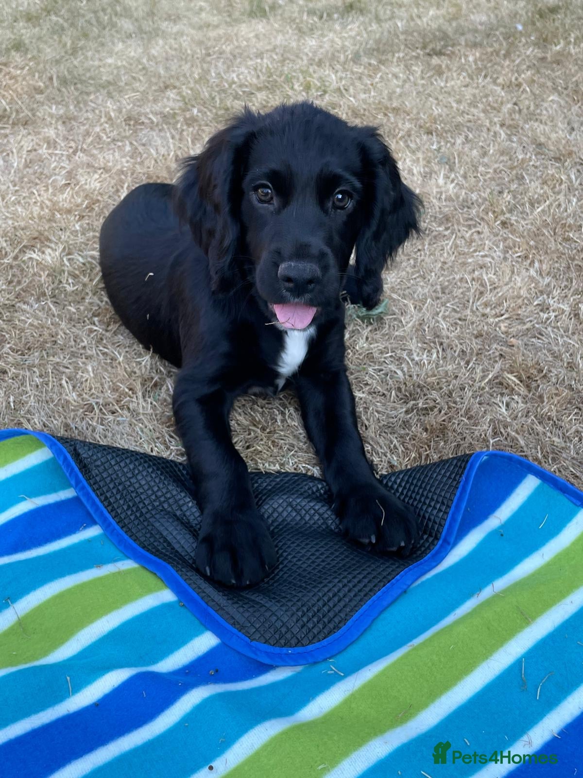 Cocker Spaniel dogs KC Registered Cocker Spaniel Puppies - Advert 2