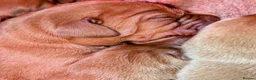 Labrador Retriever dogs for sale: RKC Health Tested Fox Red Labrador Puppies - NI - Advert 4