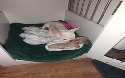 Chihuahua dogs for sale: Chihuahua boy 💙 - Advert 6