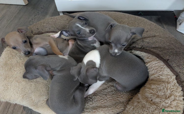 Italian Greyhound dogs - Advert 10