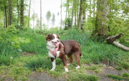 Australian Shepherd dogs for sale: Minature Australian Shepard 1 year old  - Image 1