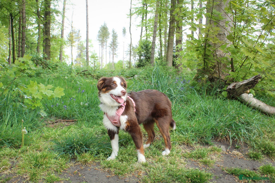 Australian Shepherd dogs for sale: Minature Australian Shepard 1 year old  - Image 1