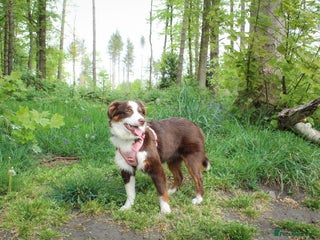 Australian Shepherd dogs - Advert 1