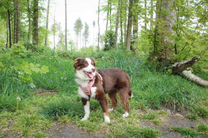 Australian Shepherd dogs - Advert 2