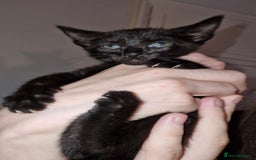Mixed Breed cats for sale: Half pedigree kittens - Image 4
