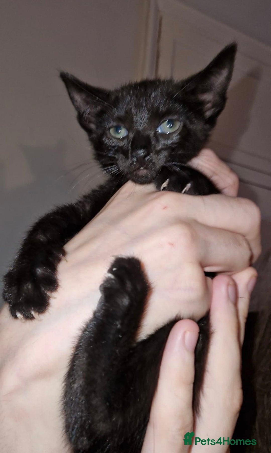 Mixed Breed cats for sale: Half pedigree kittens - Image 4