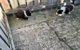 Border Collie dogs for sale: Border Collie puppies  - Image 24