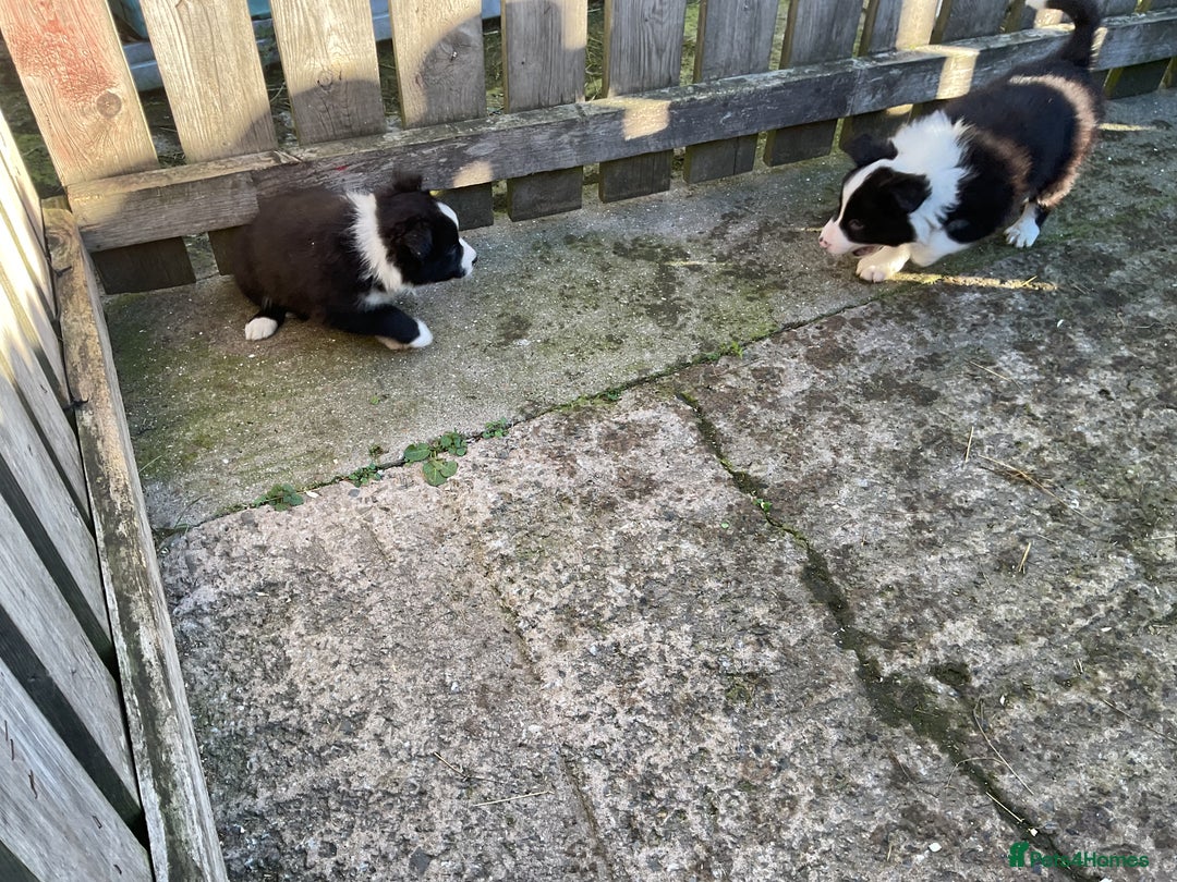 Border Collie dogs for sale: Border Collie puppies  - Image 24