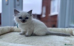 Ragdoll cats for sale: **Gorgeous Ragdolls**  - Advert 20