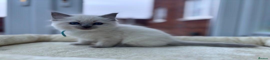 (Blue)Ragdoll Kitten 1