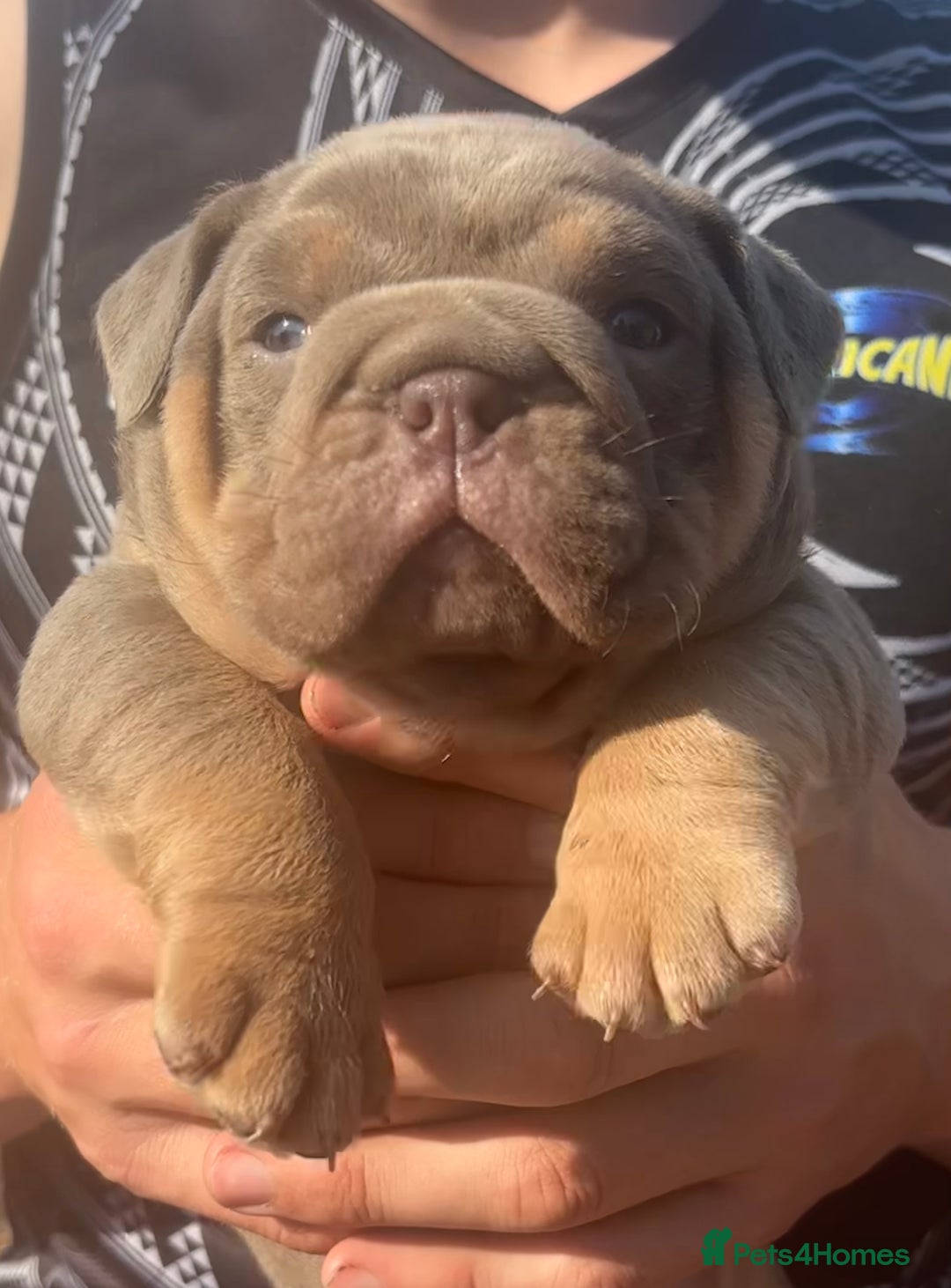 English Bulldog dogs for sale: Top Quality Chunky KC English Bulldogs  in Lampeter - Image 2