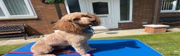 Miniature Poodle dogs for stud: Kc miniature poodles in Wakefield - Advert 1