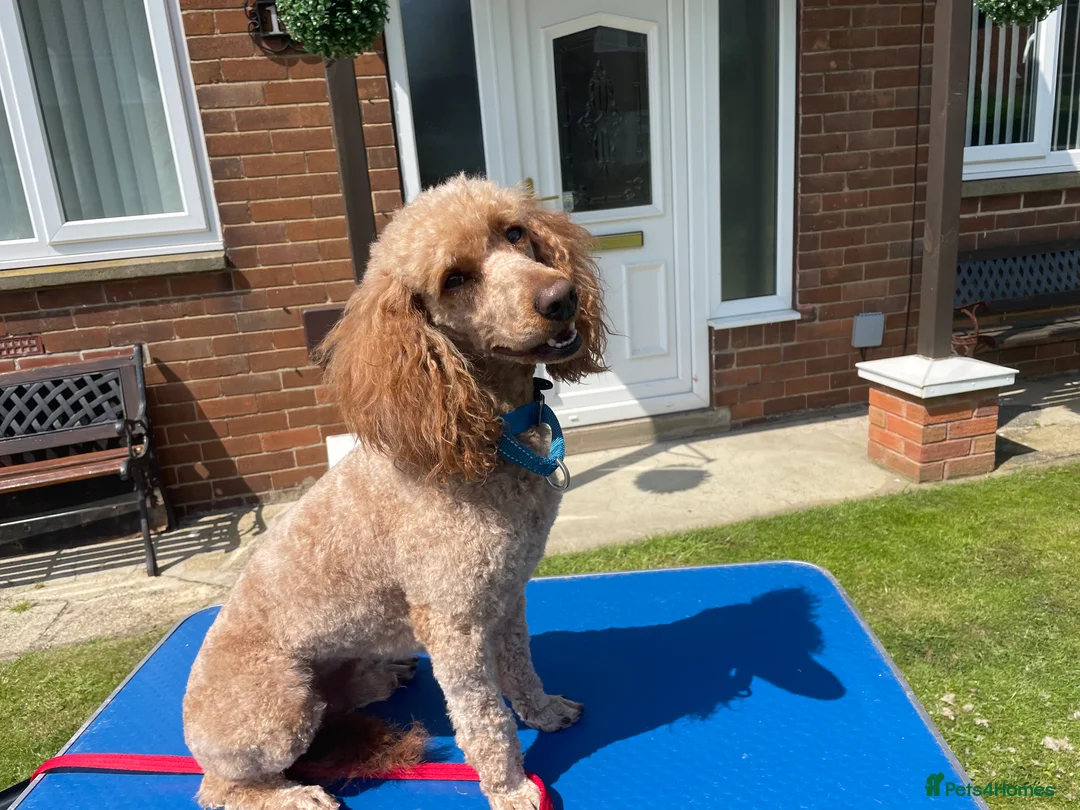 Miniature Poodle dogs for stud: Kc miniature poodles in Wakefield - Advert 1