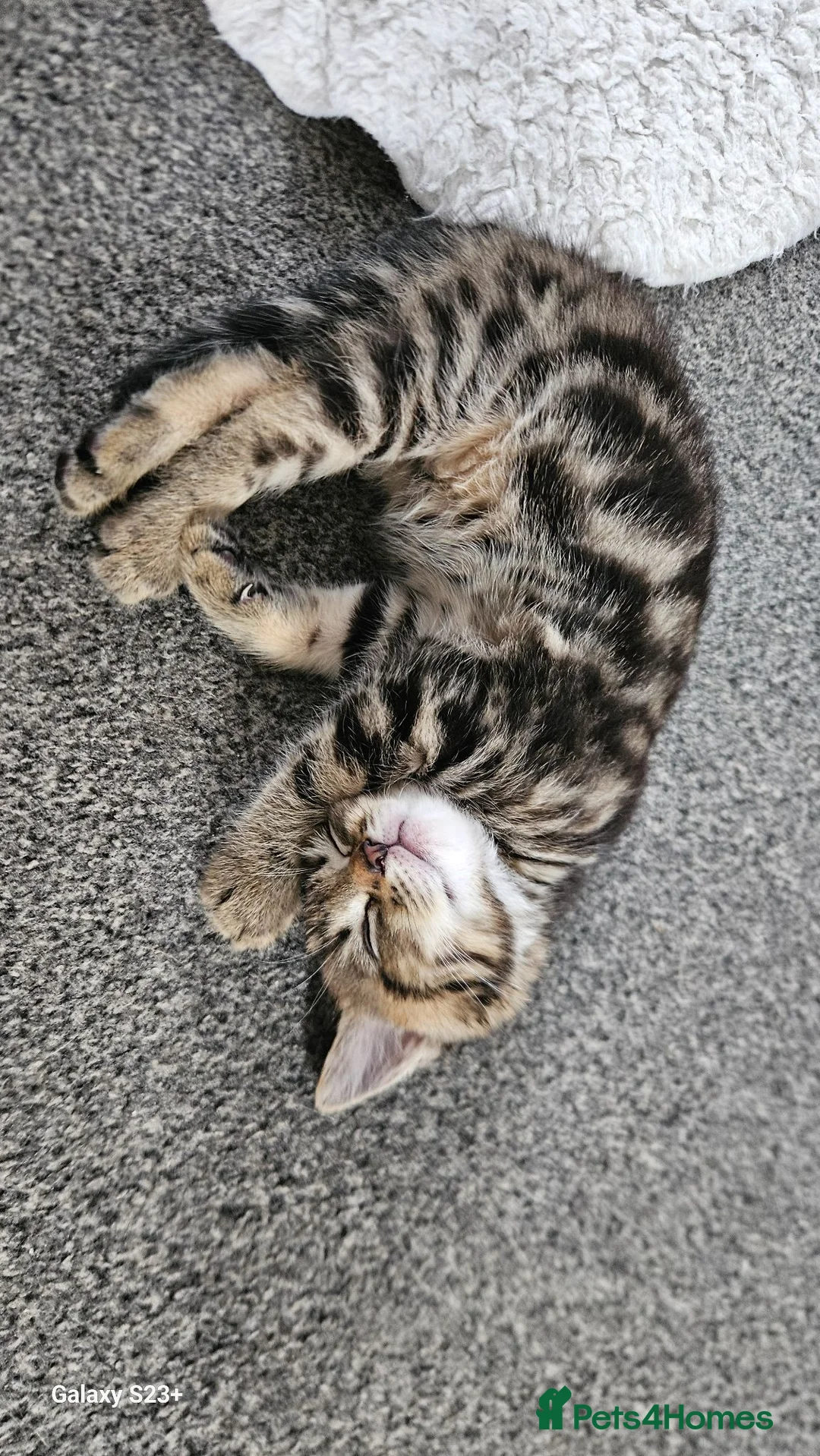 Mixed Breed cats for sale: Beautiful female cat looking for a home. - Advert 6
