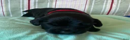 Cockapoo dogs for sale: F1b Beautiful Cockapoo puppies  - Advert 29