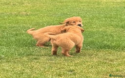 Golden Retriever dogs for sale: Dark fox red KC golden retriever puppies - Image 22