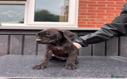 Presa Canario dogs for sale: Black Presa Pups for sale working line  - Image 15